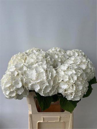 <h4>Hydr M Ch Whi Verena Extra</h4>