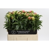 Paeonia Coral Sunset