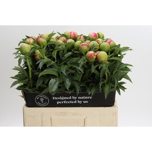 Paeonia Coral Sunset