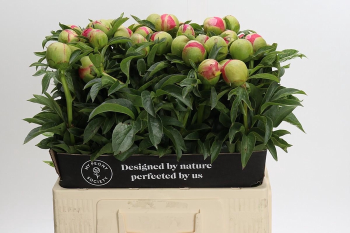 <h4>Paeonia Coral Sunset</h4>