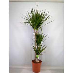 Dracaena marg.