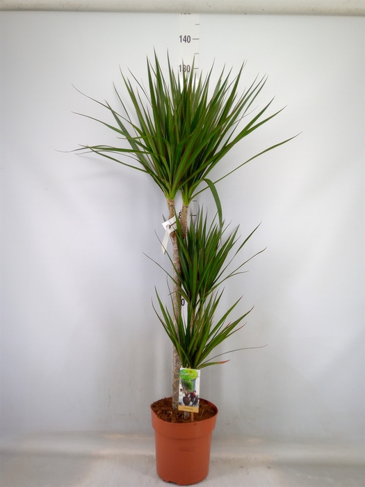 <h4>Dracaena marg.</h4>