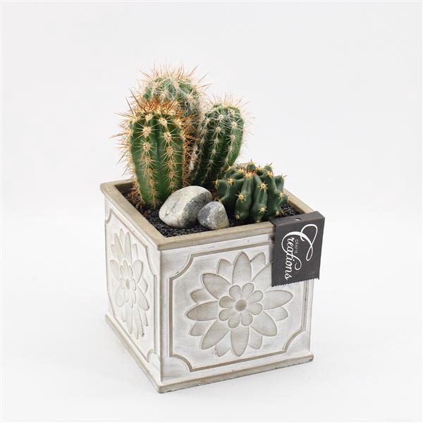 <h4>CTCR-2516 Cactus Essentials</h4>