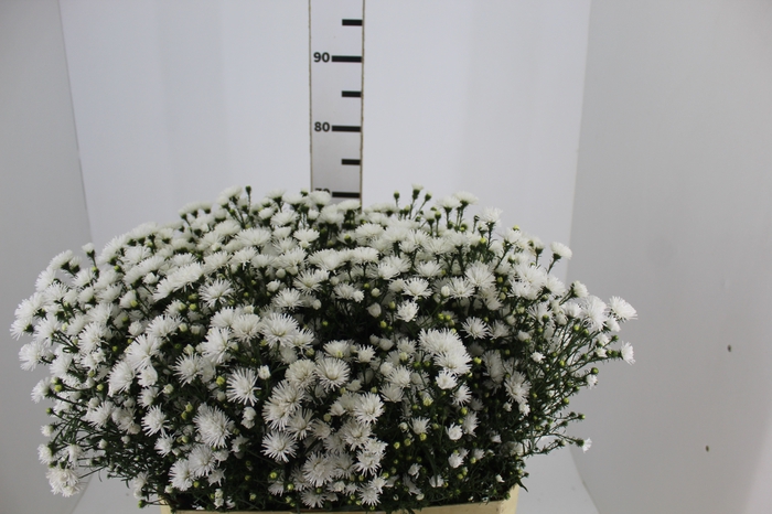 <h4>ASTER MARIANA 070 CM</h4>