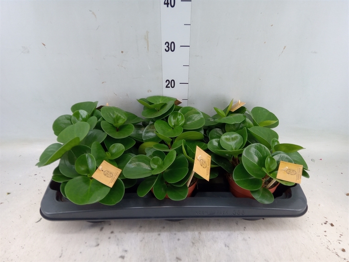 <h4>Peperomia obt. 'Green Gold'</h4>