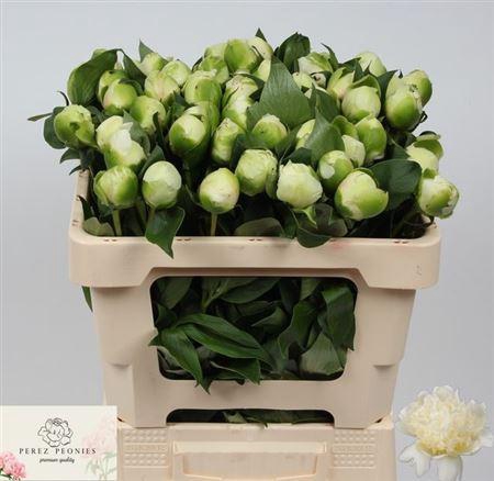 <h4>Paeo L Bridal Shower</h4>