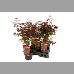ACER PA ATROPURPUREU