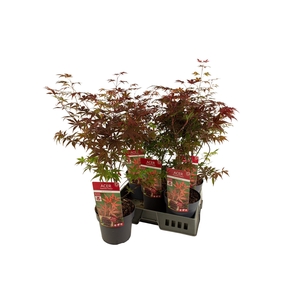 ACER PA ATROPURPUREU