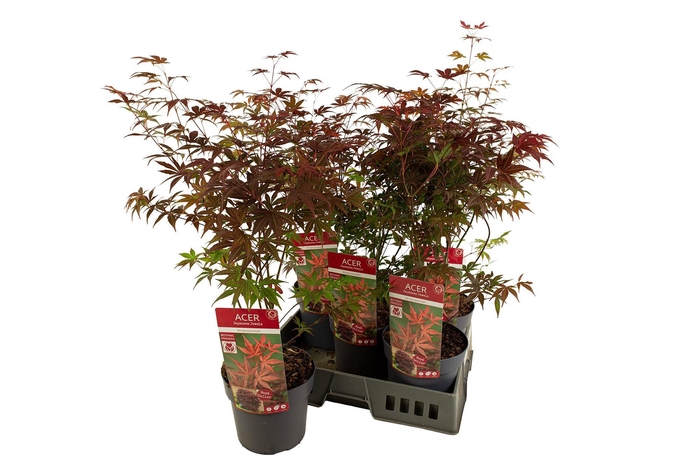 <h4>ACER PA ATROPURPUREU</h4>
