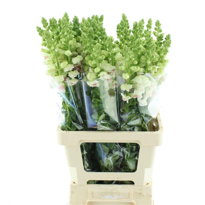 <h4>ANTIR OP APPLEBLOS</h4>