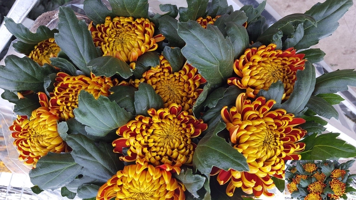 <h4>CHR G FUEGO</h4>