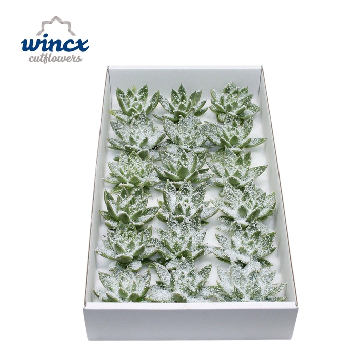 <h4>Echeveria White Snow Cutflower</h4>