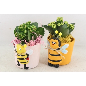 arr2 JS - Ker. bijen pot mix x6