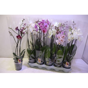 Phal Gem
