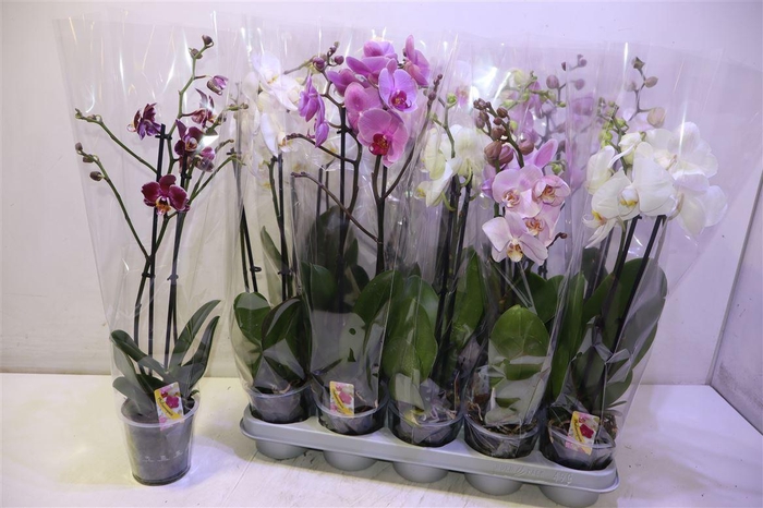 <h4>Phal Gem</h4>