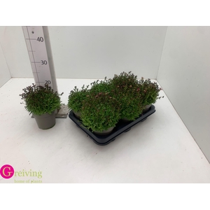 SAXIF ALP EARLY PICO