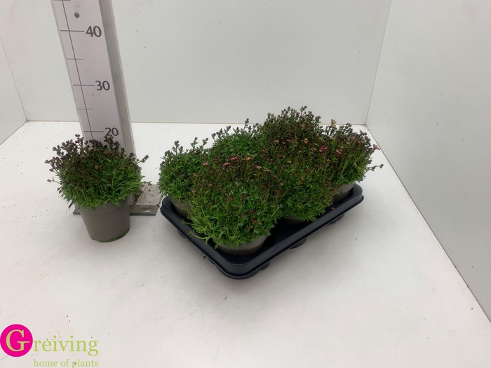 <h4>SAXIF ALP EARLY PICO</h4>