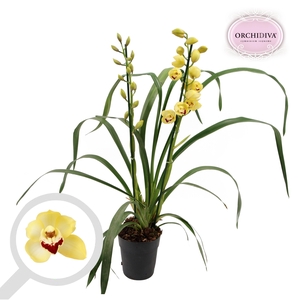 Cymbidium geel 2 tak