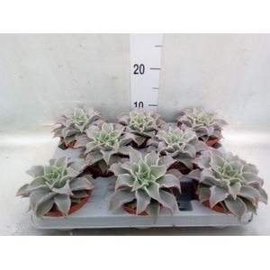 Echeveria   ...