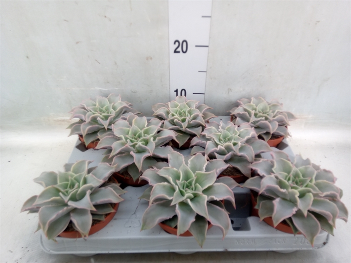 <h4>Echeveria   ...</h4>