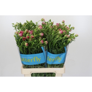 Ranunculus Butterfly Lycia