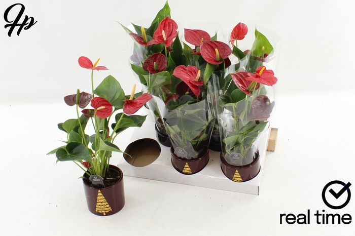 <h4>ANTHU DIAMOND RED</h4>