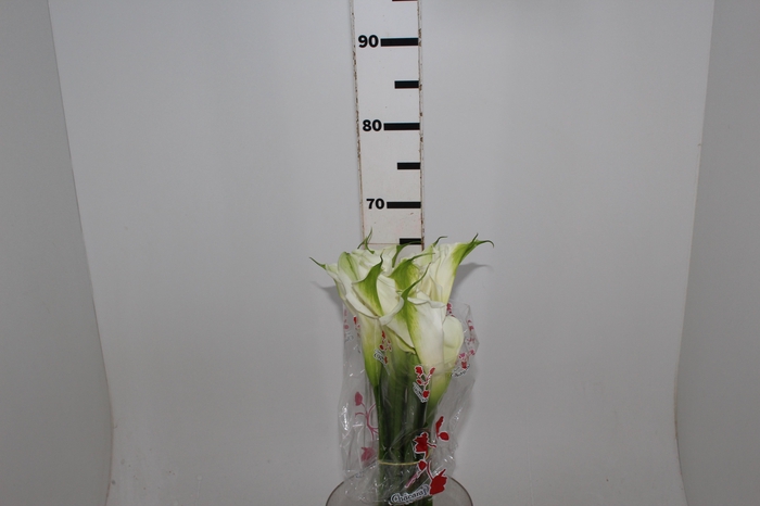 <h4>COPO DE LEITE BRANCO 070 CM</h4>