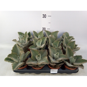 Kalanchoe NF beharensis