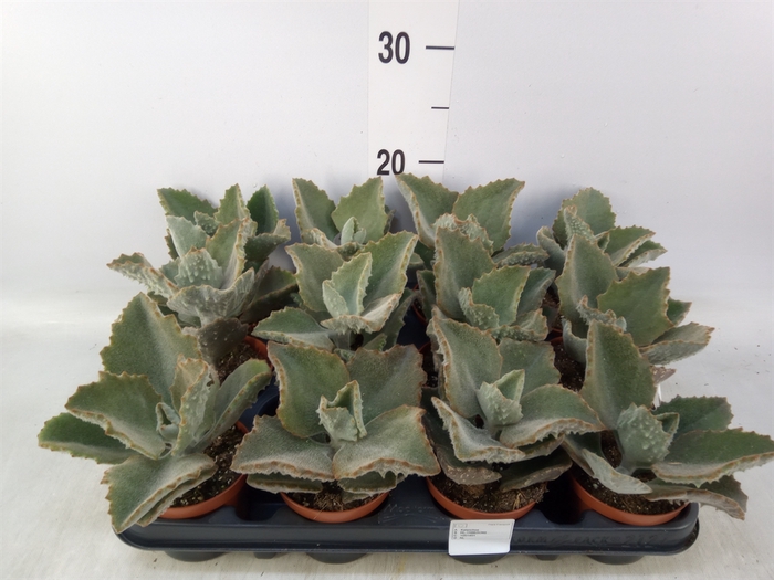 <h4>Kalanchoe NF beharensis</h4>
