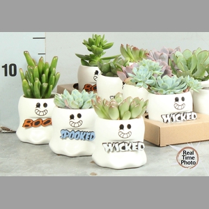 ARR SUCCULENTEN