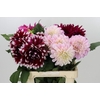Dahlia Gemengd in fust
