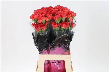 <h4>Di St Tangelo</h4>