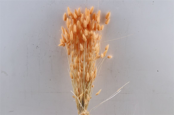 Dried Lagurus X5 Salmon Bunch