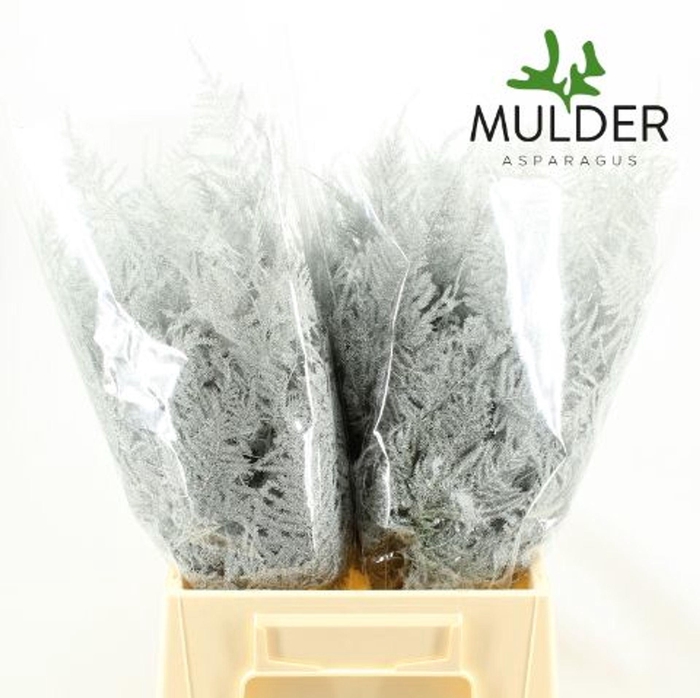 <h4>Asparagus DYED White</h4>