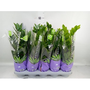 Zamioculcas zamiifolia