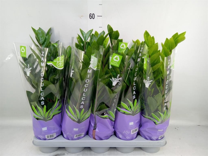 <h4>Zamioculcas zamiifolia</h4>