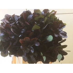 COTI C ROYAL PURPLE