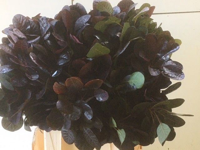 <h4>COTI C ROYAL PURPLE</h4>