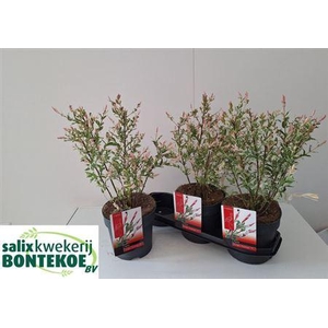 Salix In Flamingo