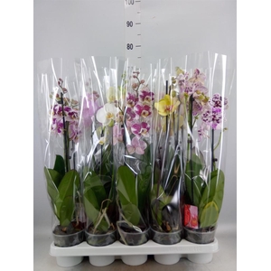 Phalaenopsis   ...mix