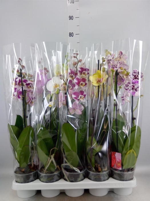 <h4>Phalaenopsis   ...mix</h4>