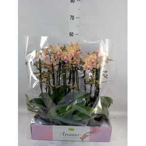 Phalaenopsis multi.   ...yellow