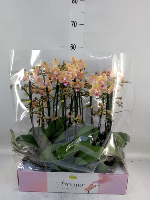 <h4>Phalaenopsis multi.   ...yellow</h4>