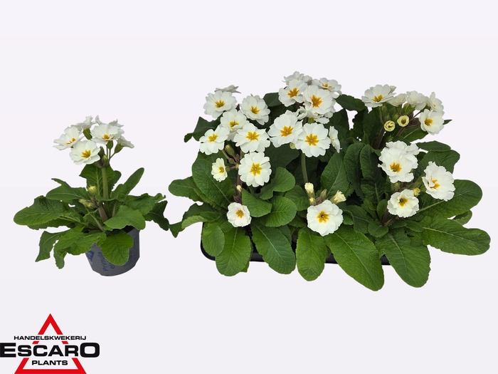 <h4>PRIM EL ST WEISS</h4>