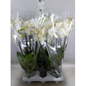 Phalaenopsis   ...white
