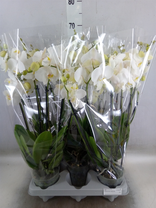 <h4>Phalaenopsis   ...white</h4>