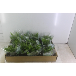 SAMAMBAIA HAVAIANA MINI C13