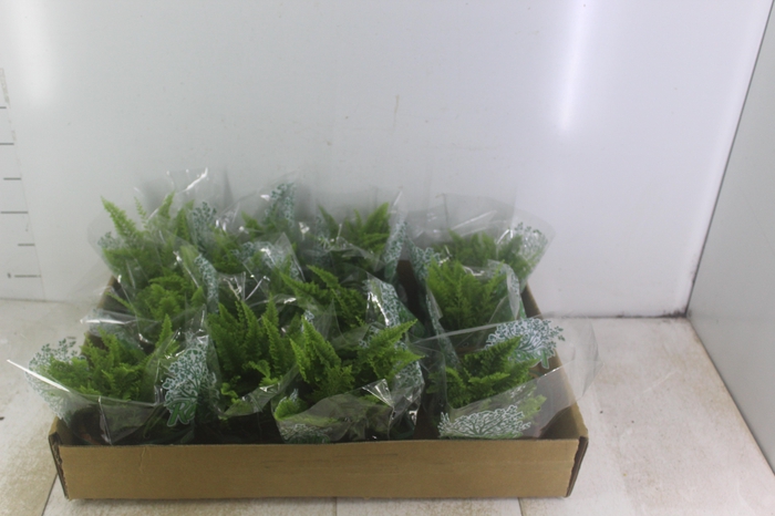 <h4>SAMAMBAIA HAVAIANA MINI C13</h4>