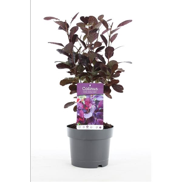 <h4>Cotinus cogg. 'Royal Purple' P19/C3</h4>