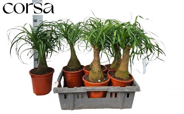 <h4>BEAUCARNEA RECUR</h4>